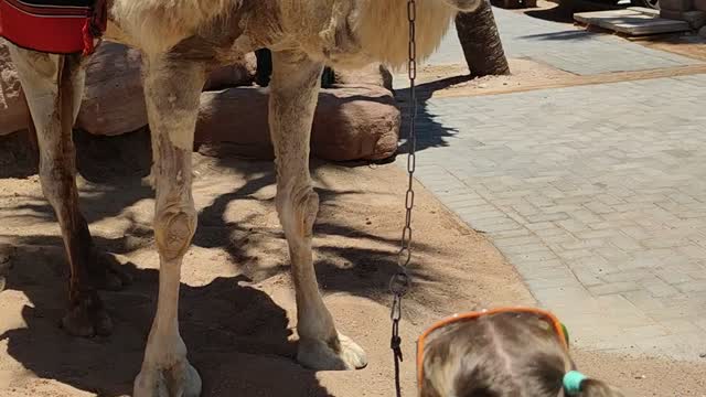 Animals fun istael eilat camel