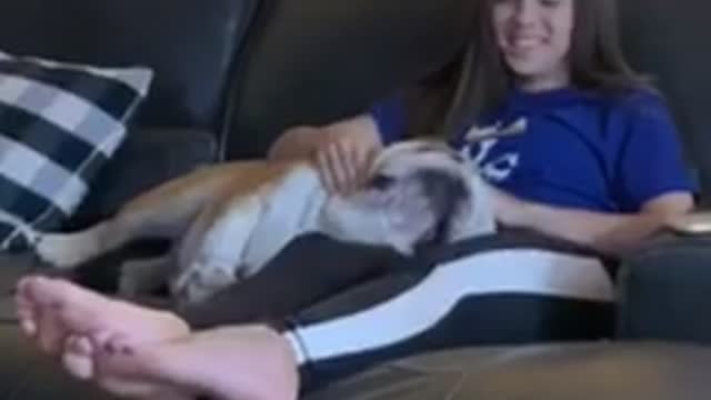 Just a Bulldog Trying to get Comfortable