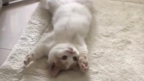 funny cat videos for kids, funny cat videos 2021, funny cat videos status