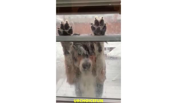 FUNNIEST DOGS COMPILATION (MUST WATCH),Most funniest dogs video of 2010-2020