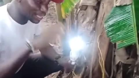 Demonstration of free energy coming straight out of the tree🤔