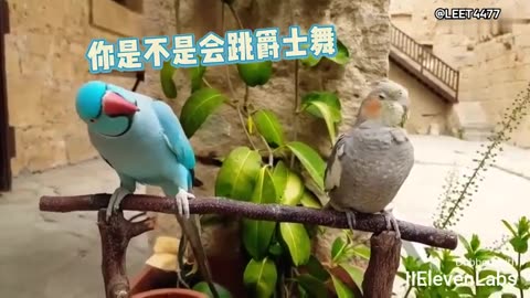 Animal World Funny English Voiceover Behold, the parrot that's a master at charming the ladies!