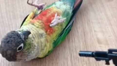 Fun with parrot