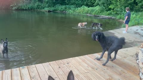 My Cowboy (Belgian Malinois) has finally grown out of his clumsy stage!