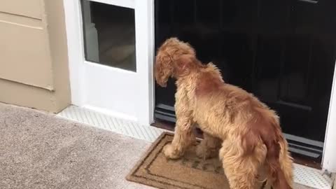 Two white dogs bark inside house