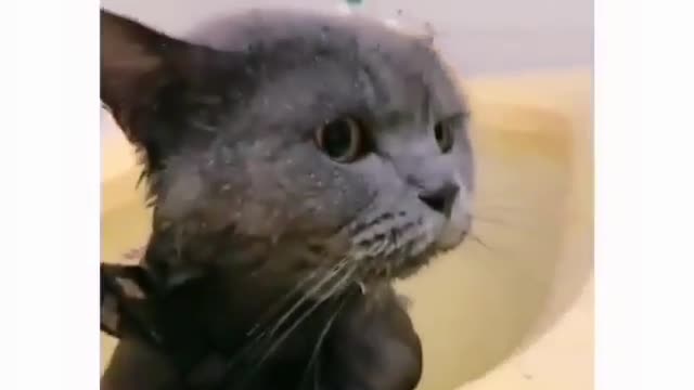 Cat in bath tap