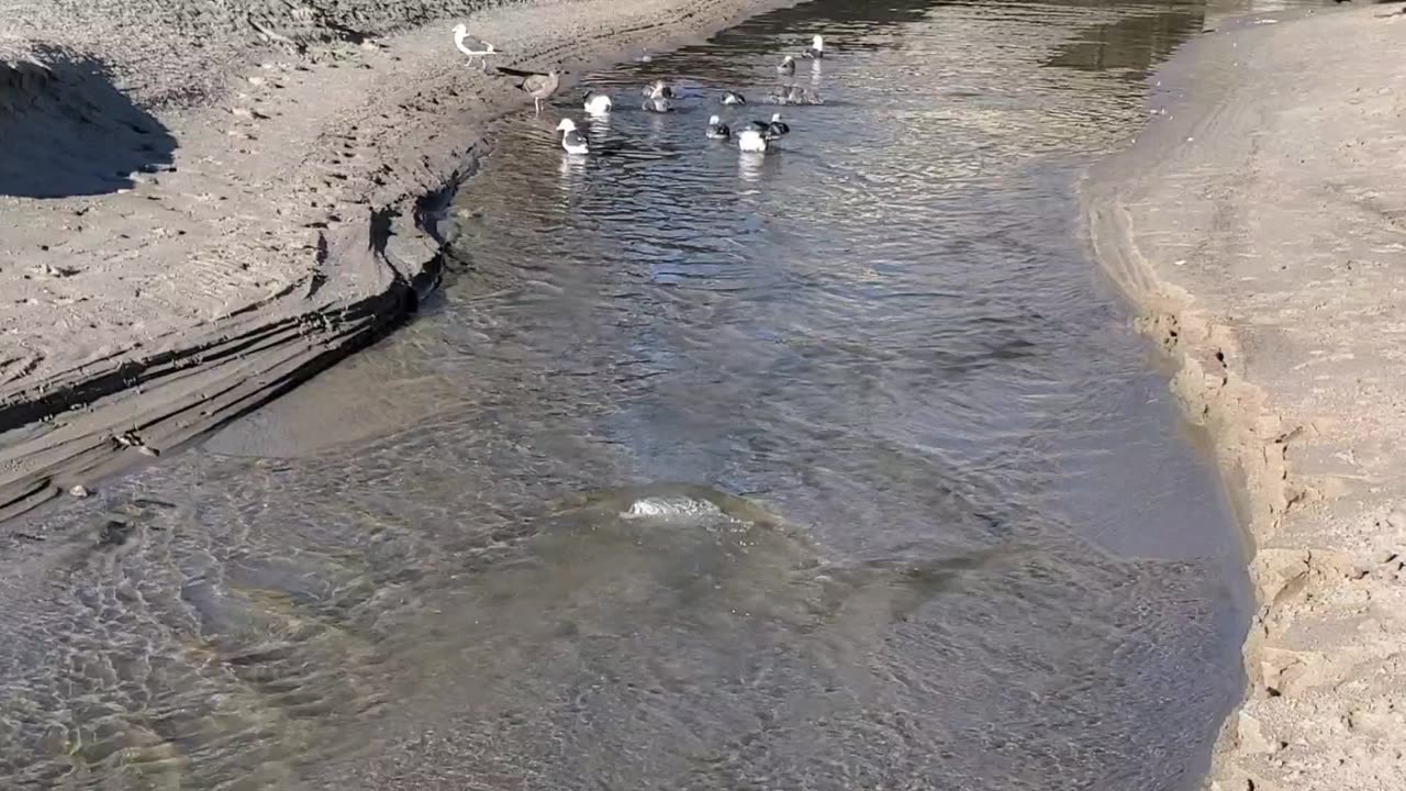 Relaxing Stream By The Sea Shore