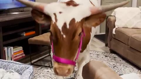 This Cow Is The Definition Of Clingy | The Dodo #farm #animals