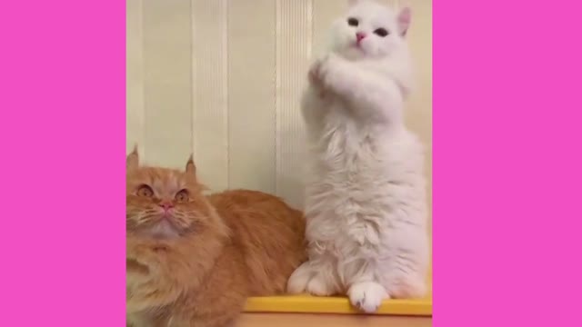 Cat cute video