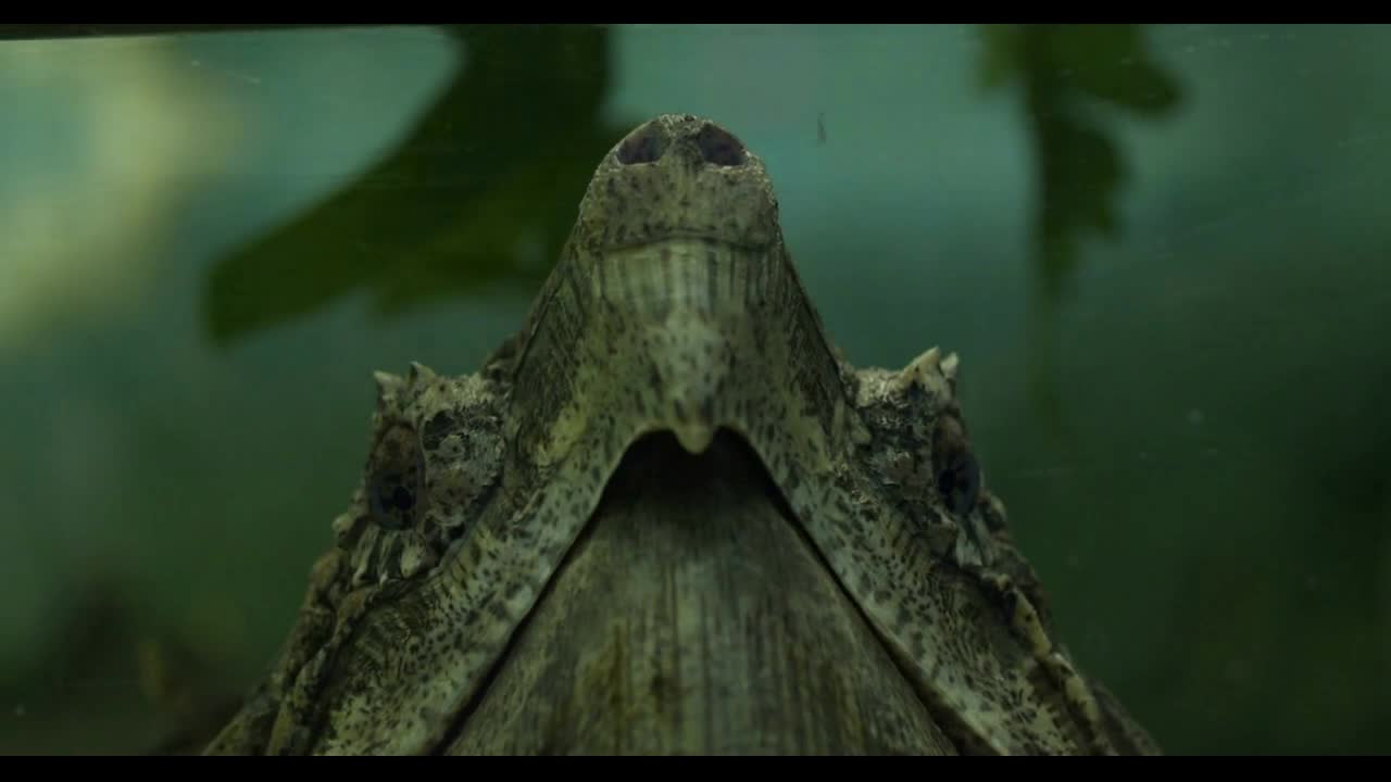 Large alligator snapping turtle in an aquarium. Taken on the phone