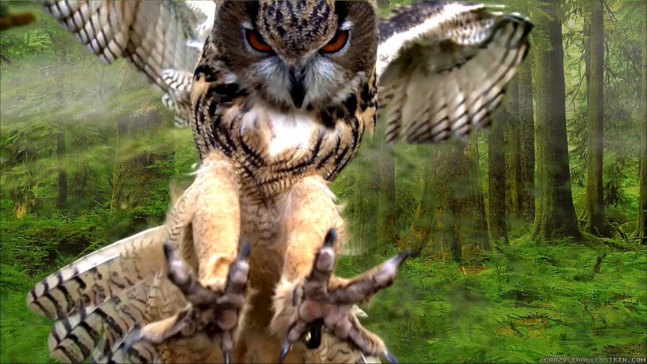 BEAUTIFUL OWLS / КРАСИВИ БУХАЛИ