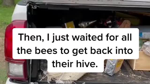 Bees swarming in the morning! #bees #truck #tiktok #animals #foryou #texas