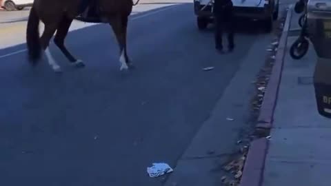 Street Dog Vs Horse Police