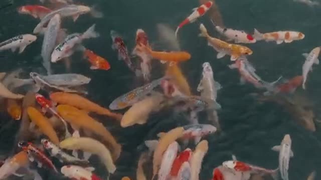 Koi Farm