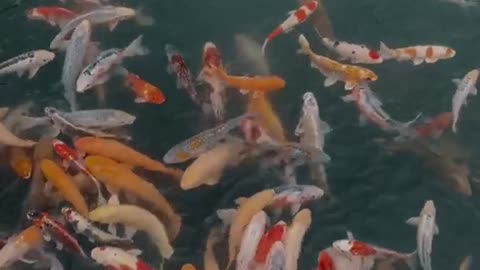 Koi Farm