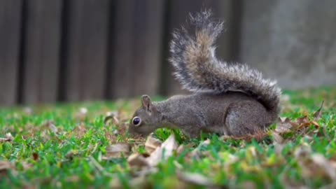 Watch squirrels eat pinecones at a close distance