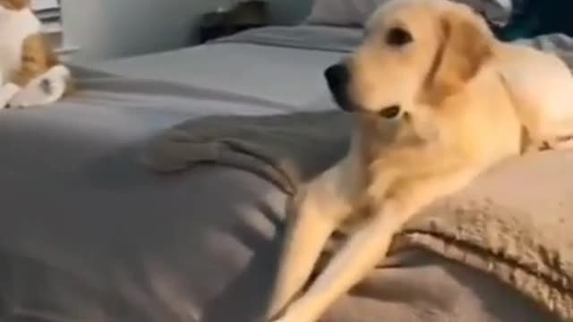 Watch how the cat sits