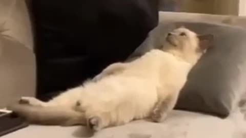 Cat video funy