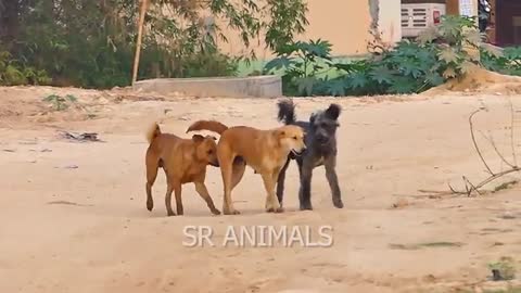 TheDogs meeting very Romantic scene
