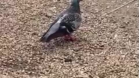 Pigeons are looking for companions