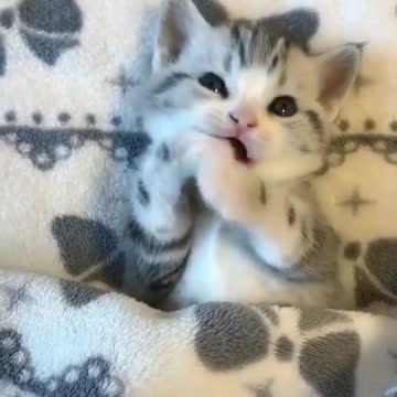 funny animal videos ever