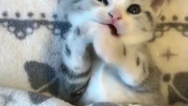 funny animal videos ever