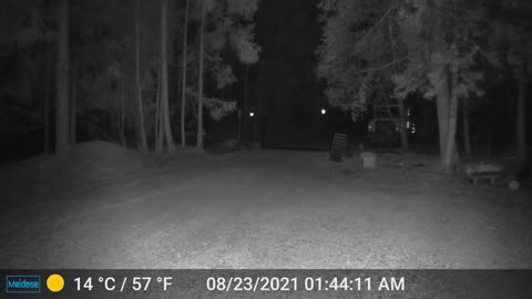 Lion does a standing 9 foot leap over the gate at the house.