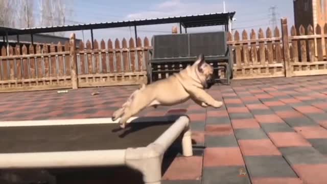 the puppy fellš¤£