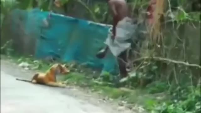 Tiger funny