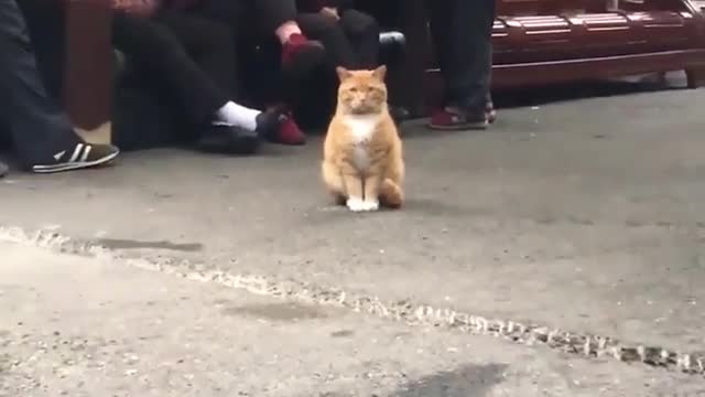 cool and charming cat