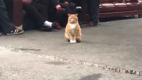 cool and charming cat