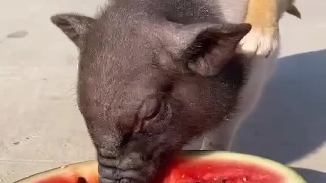 Pig series