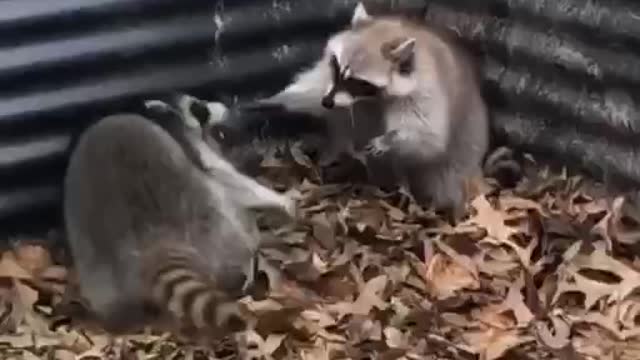 Show time with two beautiful animal behind the yard