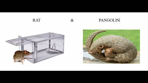 Les Rats et Pangolins sont partout !