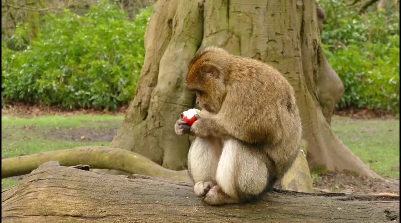 Monkey Funny and Cute Monkey Video Compilation_funny video..