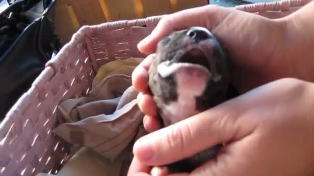 Burrito the puppy having a seizure