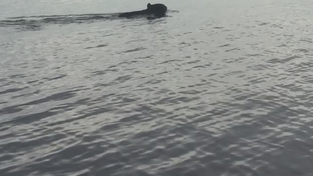 Big Black Bear Swims Across Bay