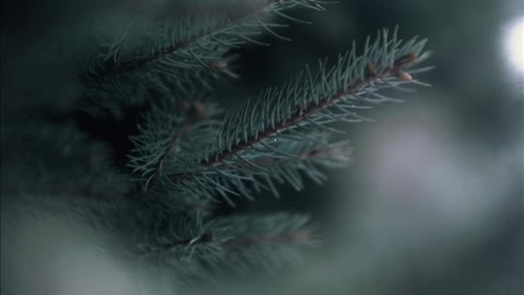 WINTER WONDERS