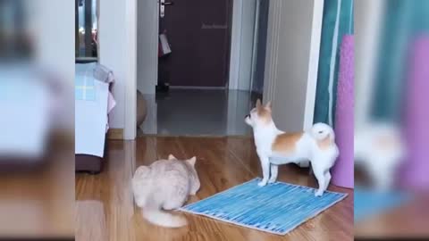 Cat playing