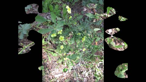 Very Floriferous Cinquefoil Oct 2021