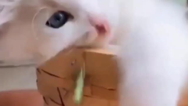 White kitty playing with their owner | Cute white cat