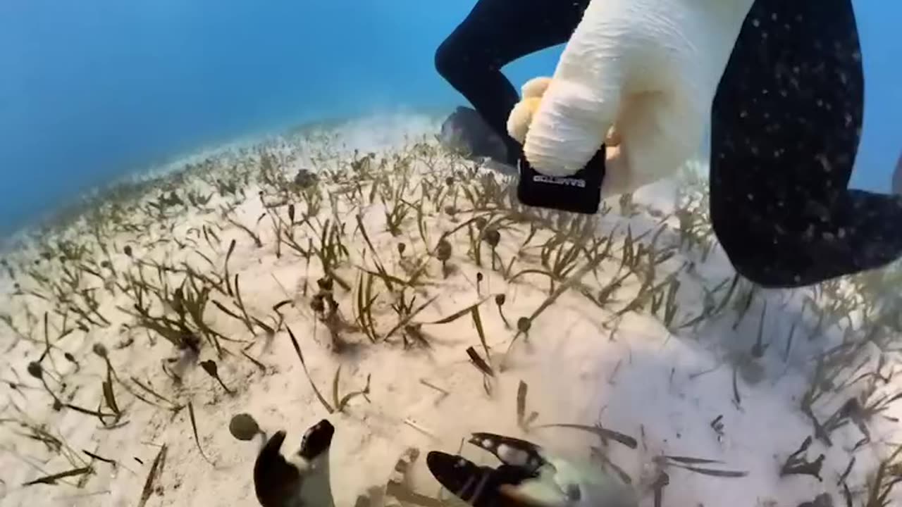 Crab Steals Go Pro And Goes On Adventure 🦀