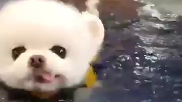 Cute Puppy Pomeranian Waaaaaaooo