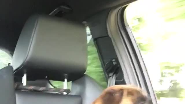 Boxer dog not knowing what to make of a open window in my car