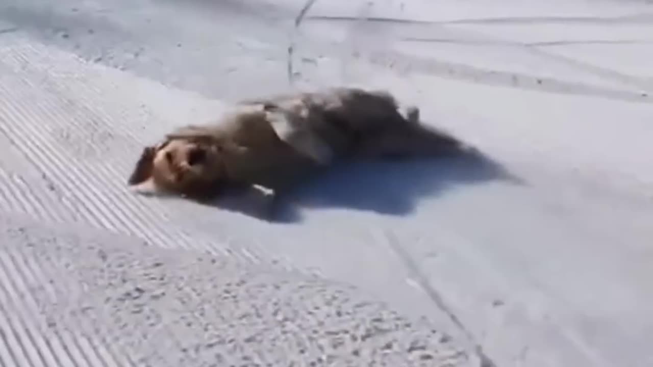 Best Funny Animal Videos of 2022😂Funniest Animal Cat& Dog 2022😹#shorts #funny #cat #comedy #whatsapp