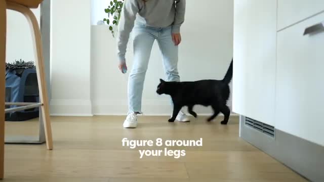 30 tricks for cats training