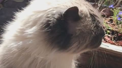 the cat very funny