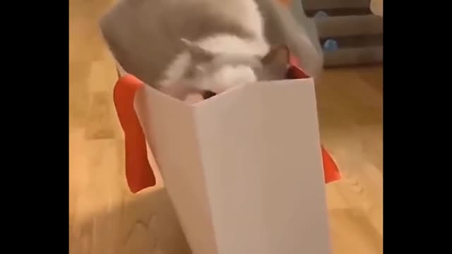 Cat is trying to get his delivery