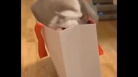Cat is trying to get his delivery