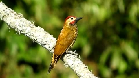What are the pretty birds saying......